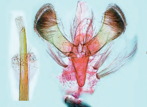 /filer/webapps/moths_gc/media/images/J/jurateae_Caloptilia_Plant_2022_35d.jpg