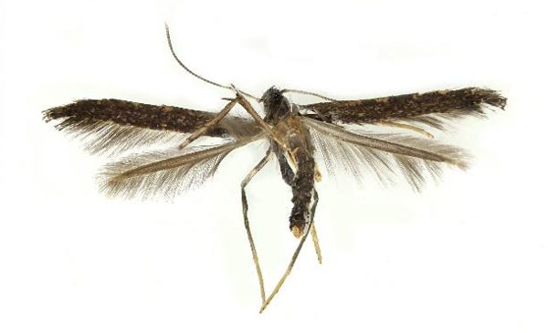 /filer/webapps/moths_gc/media/images/K/kadsurae_Caloptilia_A_Kim-etal_2022_7.jpg