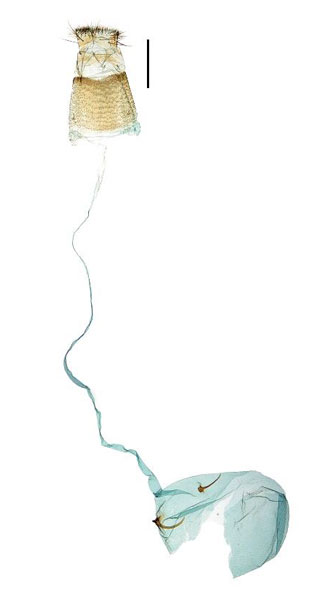 /filer/webapps/moths_gc/media/images/K/kadsurae_Caloptilia_GF_Kim-etal_2022_8.jpg