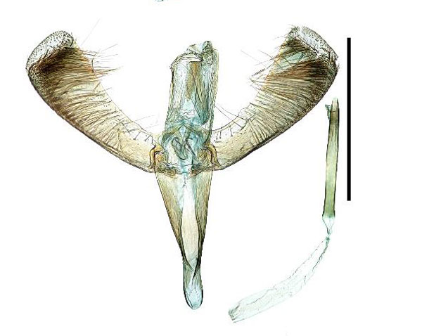 /filer/webapps/moths_gc/media/images/K/kadsurae_Caloptilia_GM_Kim-etal_2022_4.jpg