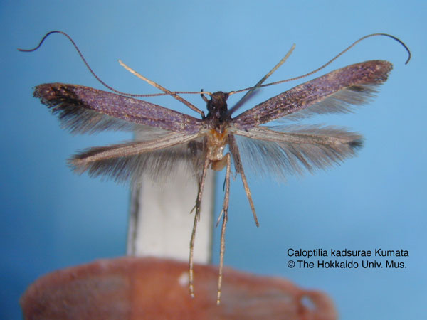 /filer/webapps/moths_gc/media/images/K/kadsurae_Caloptilia_HT_EIHU.jpg