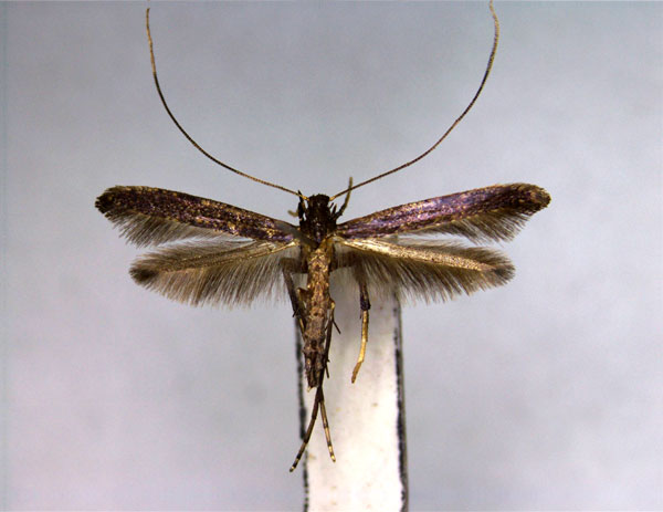 /filer/webapps/moths_gc/media/images/K/kadsurae_Caloptilia_PT_EIHU.jpg