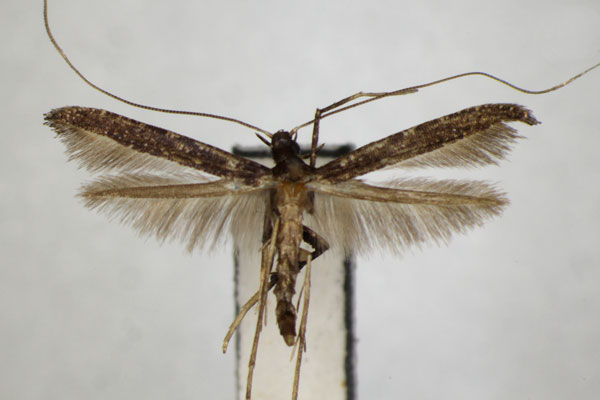 /filer/webapps/moths_gc/media/images/K/kadsurae_Caloptilia_PT_ZSM.jpg