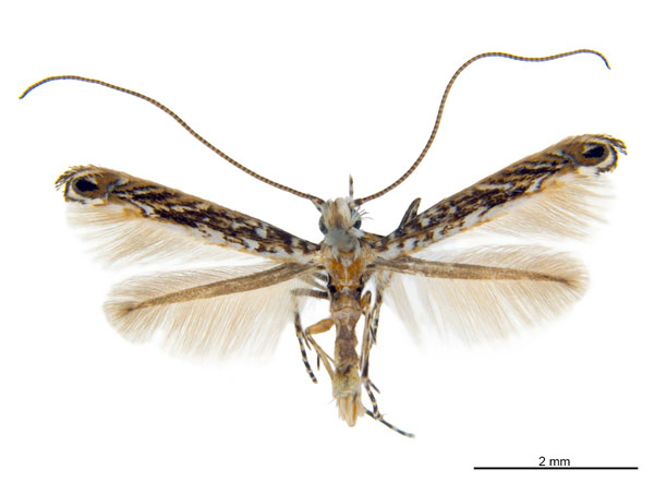 /filer/webapps/moths_gc/media/images/K/kakadu_Crotona_HT_De-Prins-etal_2025_38.jpg