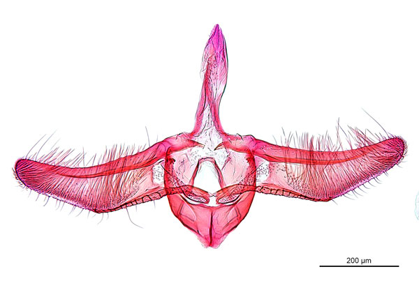 /filer/webapps/moths_gc/media/images/K/kakadu_Crotona_HT_GM_De-Prins-etal_2025_39.jpg