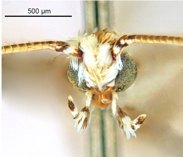 /filer/webapps/moths_gc/media/images/K/kakadu_Crotona_HT_Head1_De-Prins-etal_2025_38.jpg