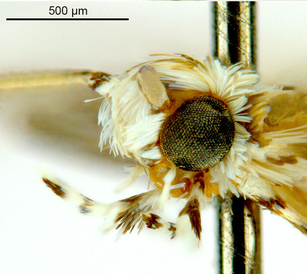 /filer/webapps/moths_gc/media/images/K/kakadu_Crotona_HT_Head2_De-Prins-etal_2025_38.jpg