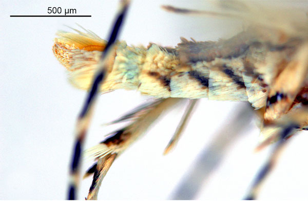 /filer/webapps/moths_gc/media/images/K/kakadu_Crotona_HT_abdomen_De-Prins-etal_2025_38.jpg