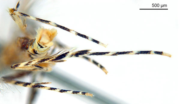 /filer/webapps/moths_gc/media/images/K/kakadu_Crotona_HT_legs_De-Prins-etal_2025_38.jpg