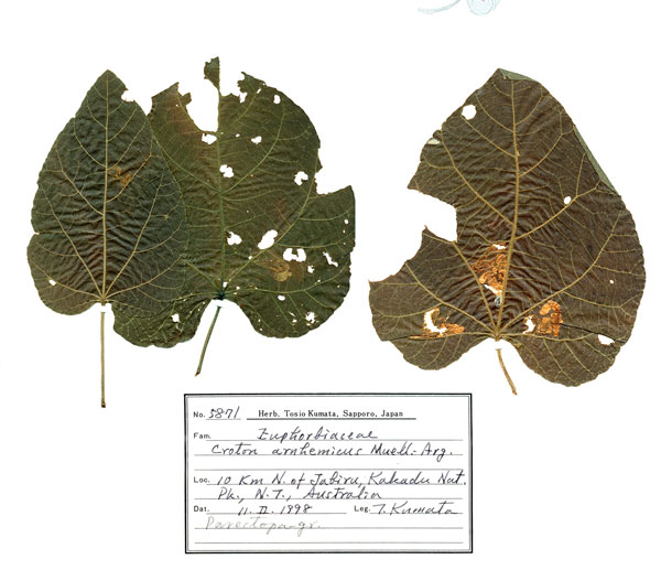 /filer/webapps/moths_gc/media/images/K/kakadu_Crotona_mines_De-Prins-etal_2025_39.jpg