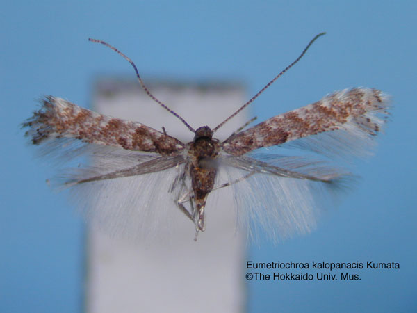 /filer/webapps/moths_gc/media/images/K/kalopanacis_Eumetriochroa_HT_EIHU.jpg