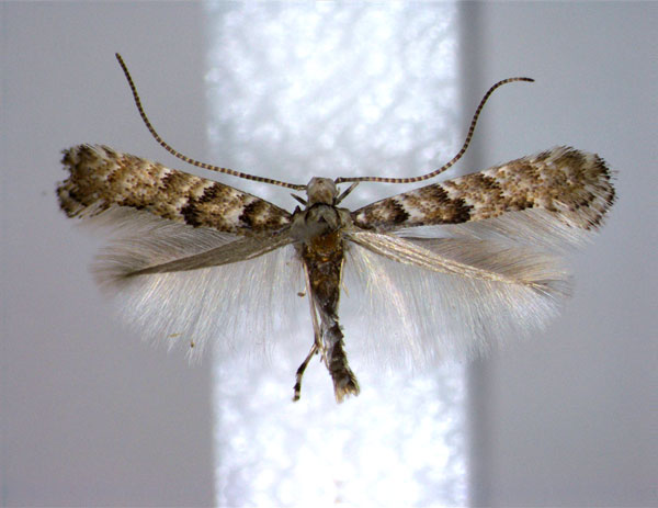 /filer/webapps/moths_gc/media/images/K/kalopanacis_Eumetriochroa_PT_2_EIHU.jpg