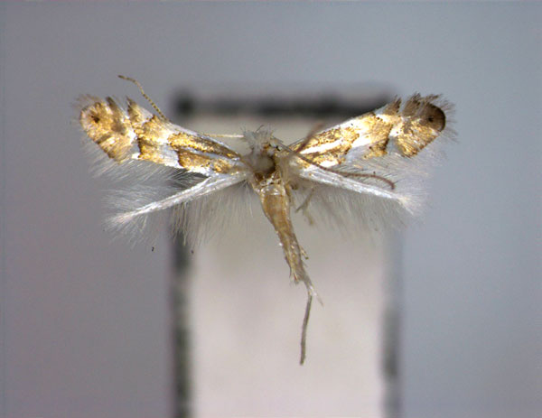 /filer/webapps/moths_gc/media/images/K/kamijoi_Phyllonorycter_A_EIHU.jpg