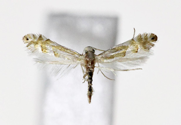 /filer/webapps/moths_gc/media/images/K/kamijoi_Phyllonorycter_A_Kim-et-Byun_2017_1379.jpg