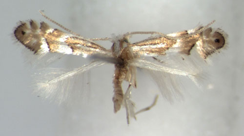/filer/webapps/moths_gc/media/images/K/kamijoi_Phyllonorycter_A_WJDP.jpg