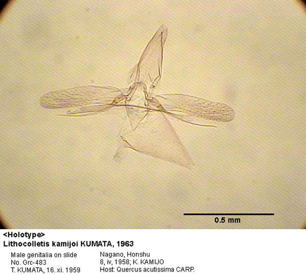 /filer/webapps/moths_gc/media/images/K/kamijoi_Phyllonorycter_GM_HT_483_EIHU.jpg