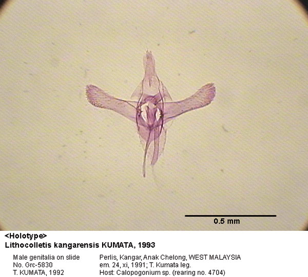 /filer/webapps/moths_gc/media/images/K/kangarensis_Neolithocolletis_GM_HT_5830_EIHU.jpg