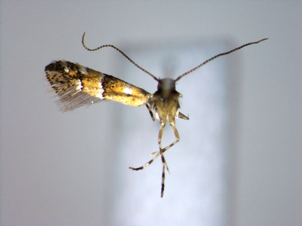 /filer/webapps/moths_gc/media/images/K/kangarensis_Neolithocolletis_PT_EIHU.jpg