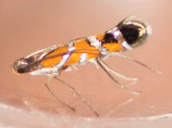 /filer/webapps/moths_gc/media/images/K/kauaulaensis_Philodoria_A_Kobayashi-et-al_2018_129.jpg