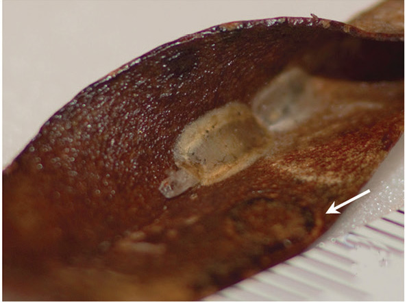 /filer/webapps/moths_gc/media/images/K/kauaulaensis_Philodoria_Cocoon_Kobayashi-et-al_2018_129.jpg