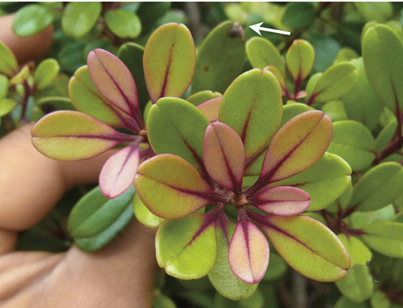 /filer/webapps/moths_gc/media/images/K/kauaulaensis_Philodoria_Host-plant_Kobayashi-et-al_2018_129.jpg