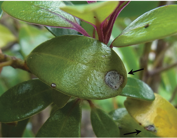 /filer/webapps/moths_gc/media/images/K/kauaulaensis_Philodoria_Mine_Kobayashi-et-al_2018_129.jpg