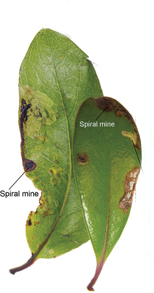 /filer/webapps/moths_gc/media/images/K/kauaulaensis_Philodoria_Mine_Kobayashi-et-al_2018_135.jpg