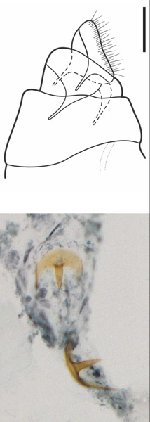 /filer/webapps/moths_gc/media/images/K/kawakitai_Phyllocnistis_HT_GF_MNHN.jpg