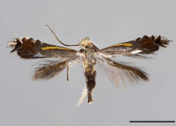 /filer/webapps/moths_gc/media/images/K/kawakitai_Phyllocnistis_HT_MNHN.jpg