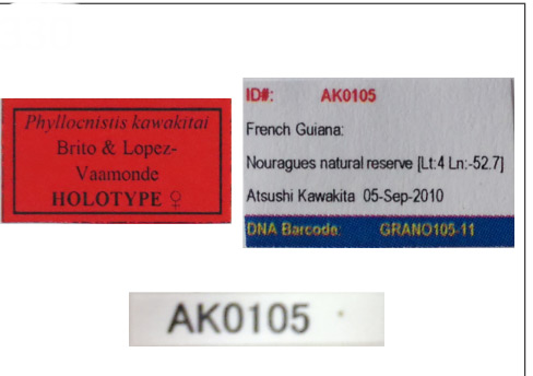 /filer/webapps/moths_gc/media/images/K/kawakitai_Phyllocnistis_HT_MNHN_Labels.jpg