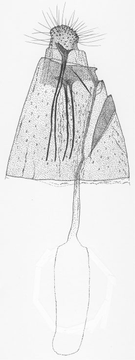 /filer/webapps/moths_gc/media/images/K/kazuri_Phyllonorycter_GF_DePrins3521.jpg