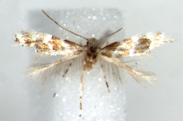 /filer/webapps/moths_gc/media/images/K/kazuri_Phyllonorycter_HT_RMCA.jpg