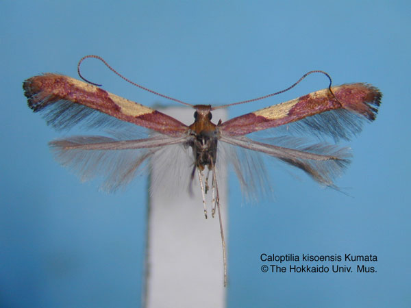 /filer/webapps/moths_gc/media/images/K/kisoensis_Caloptilia_HT_EIHU.jpg