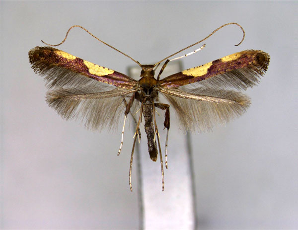 /filer/webapps/moths_gc/media/images/K/kisoensis_Caloptilia_PT_EIHU.jpg