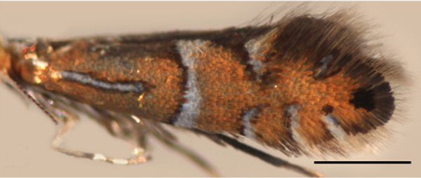 /filer/webapps/moths_gc/media/images/K/kisoensis_Phyllonorycter_A_Kirichenko_2019_14.jpg