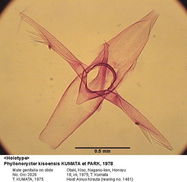 /filer/webapps/moths_gc/media/images/K/kisoensis_Phyllonorycter_GM_HT_2026_EIHU.jpg
