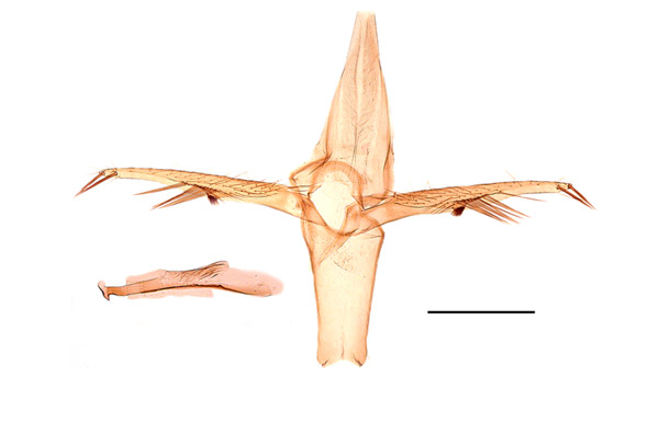 /filer/webapps/moths_gc/media/images/K/kisoensis_Phyllonorycter_GM_Kirichenko-etal_2019_25.jpg
