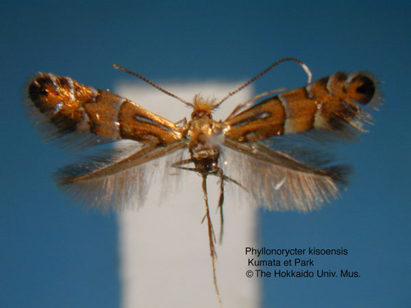 /filer/webapps/moths_gc/media/images/K/kisoensis_Phyllonorycter_HT_EIHU.jpg