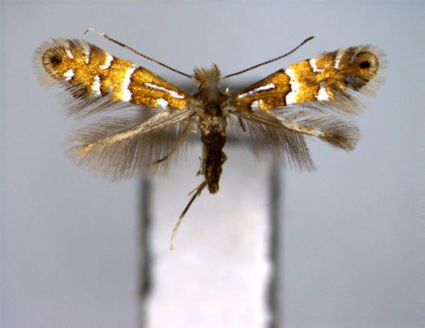 /filer/webapps/moths_gc/media/images/K/kisoensis_Phyllonorycter_PT_EIHU.jpg