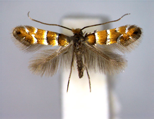 /filer/webapps/moths_gc/media/images/K/klemannella_Phyllonorycter_A_EIHU.jpg