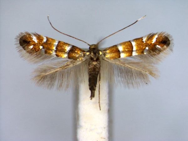 /filer/webapps/moths_gc/media/images/K/klemannella_Phyllonorycter_A_EIHU_2.jpg