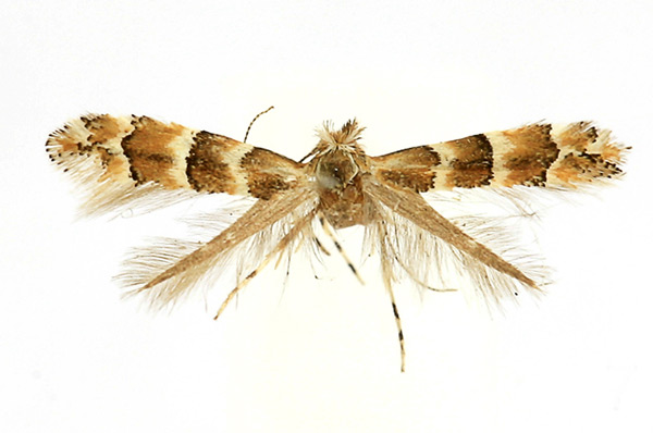 /filer/webapps/moths_gc/media/images/K/klemannella_Phyllonorycter_A_Knyazev-et-al_2018_265.jpg