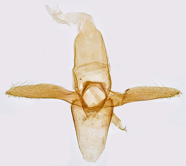 /filer/webapps/moths_gc/media/images/K/klemannella_Phyllonorycter_GM_Hall.jpg