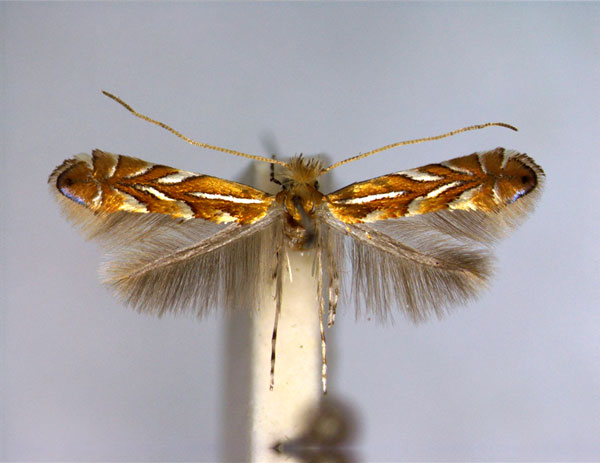 /filer/webapps/moths_gc/media/images/K/klimeschiella_Phyllonorycter_A_EIHU.jpg