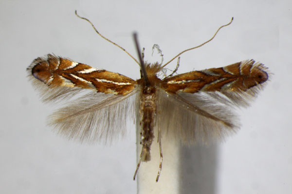 /filer/webapps/moths_gc/media/images/K/klimeschiella_Phyllonorycter_A_ZSM.jpg