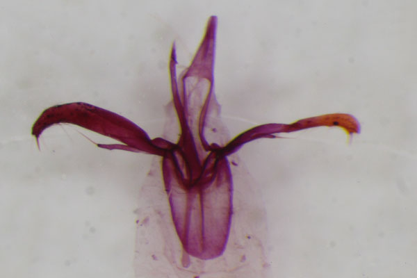 /filer/webapps/moths_gc/media/images/K/klimeschiella_Phyllonorycter_HT_GM_ZSM.jpg