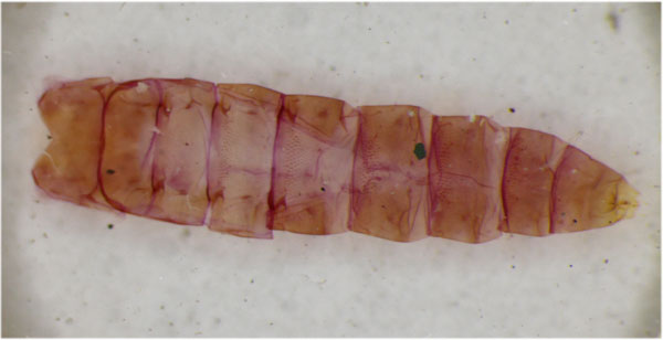 /filer/webapps/moths_gc/media/images/K/klimeschiella_Phyllonorycter_Pupa_ZSM.jpg