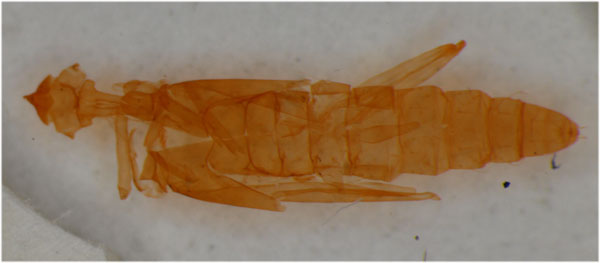 /filer/webapps/moths_gc/media/images/K/klimeschiella_Phyllonorycter_Pupa_ZSM_2.jpg