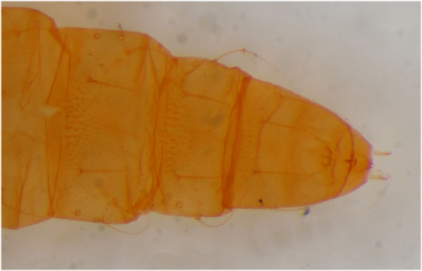 /filer/webapps/moths_gc/media/images/K/klimeschiella_Phyllonorycter_Pupa_ZSM_3.jpg