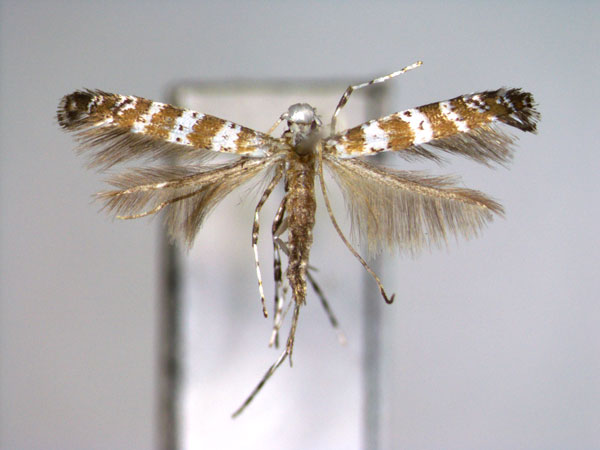 /filer/webapps/moths_gc/media/images/K/kobusi_Gibbovalva_PT_EIHU.jpg
